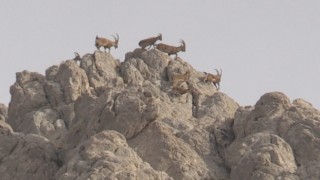 Dağların süsü olan yaban keçisi sürücü dronla görüntülendi