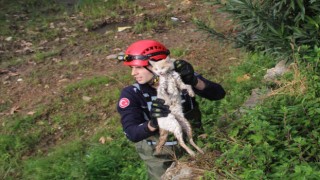 Derede mahsur kalan kedi, itfaiyeye zor anlar yaşattı