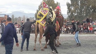 Didimde deve güreşlerine yoğun ilgi