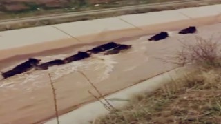 Diyarbakırda domuzlar su kanalında görüntülendi