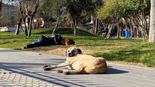 Diyarbakırda iç ısıtan görüntü: Başını sokak köpeğine yaslayarak uyudu