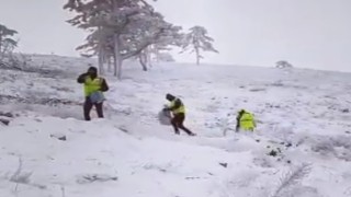 Domaniçte kozalaklardan çıkarılan sedir tohumları toprağa ekildi