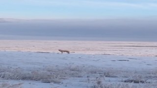 Dondurucu soğuk sebebiyle aç kalan kurt, Ardahan Ovasına indi