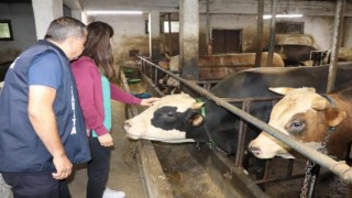 Düzce?den Türkiyeye 3 milyon kanatlı hayvan