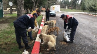 Edirne jandarması sokak hayvanlarını yalnız bırakmadı