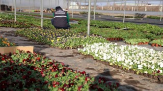Efeler Belediyesinin yetiştirdiği çiçekler kenti süslüyor