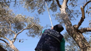 Efelerde zeytin ağaçları budanmaya başladı