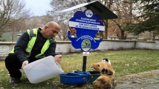 Elazığ Belediyesi, sokak hayvanlarını yalnız bırakmıyor