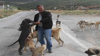 Emekli olunca kendisini sokak köpeklerine adadı