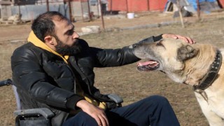 Engelini çok sevdiği Kangallarla aştı, ömrünün kalanını onlara adadı