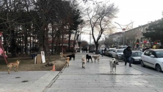 Erzincanda hayvan barınağı, sosyal medyaya düşen görüntülerle gündem oldu