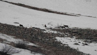 Erzincanda, sürü halindeki şamualar görüntülendi