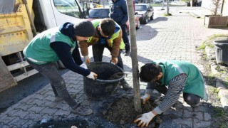 Esenyurtta sorunlar yeşillendirmeyle çözülüyor