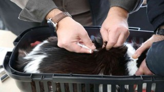 Eskişehirde 25 bin 125 kedi ve köpeğe mikroçip takıldı