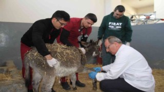 Fırat Üniversitesi Hayvan Hastanesinde bir yıl 7 bin 600 hayvan tedavi edildi