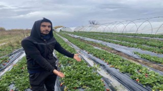 Fırtına sonrası geldiği serasını yerinde bulamadı