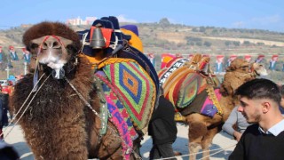 Gelin gibi süslenen milyonluk develer arenada boy gösteriyor