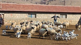 Gökhöyükte kuzu doğumları başladı, 9 koyun üçüz yavruladı