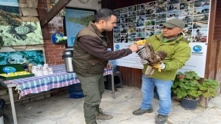 Gökyüzünün efendisi şahin, yaralı halde bulundu