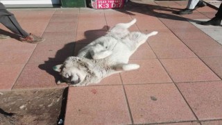 Güneşlenen köpekler görenleri gülümsetti