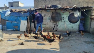 Güvercinlerini satarak aldığı tavuklarla yumurta üretimine başladı
