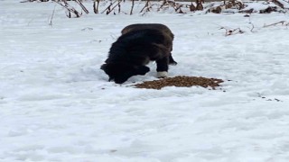 Hayvanları beslediler, yaralı köpeğe sahip çıktılar