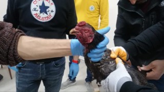 Hayvanları Koruma Derneğine ‘Horoz dövüşü baskını