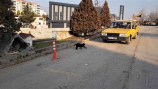 Her gün taksinin yolunu dört gözle bekliyorlar
