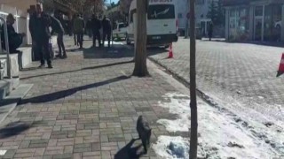 Hozatta kuduz karantinası: Sokak hayvanları aşılanıyor