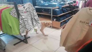 İşletmenin sürekli müşterisi olan sevimli köpek