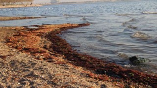 İzmit Körfezi sahil şeridi kırmızı yosunla kaplandı