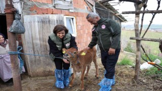 Jersey ırkında suni tohumlama meyvelerini vermeye başladı