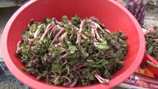 Kaldirik bitkisinin kanserle mücadeleye etkisi araştırılacak