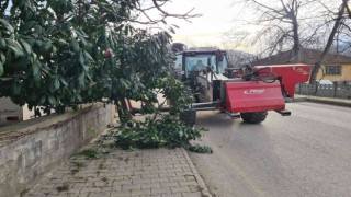 Kaldırımı kapatan ağaçlara budama