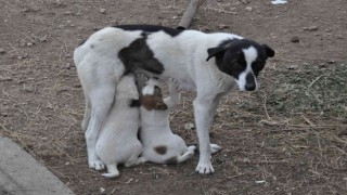 Karsta anne köpek yavrularını doyurdu