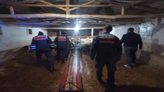 Kaybolan hayvanları Jandarma buldu