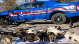 Kedi besleyen kadına jandarmadan mama desteği