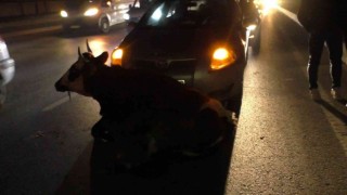 Kesimden kaçan inek kazaya neden oldu