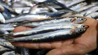 Kılçıklarıyla birlikte tüketilen hamsi ve istavrit şifa deposu