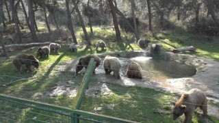 Kış geldi, ayıların uykusu yine gelmedi