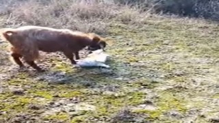 Köpek ile keçinin dostluğu gündem oldu