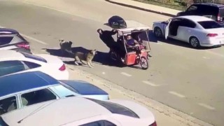 Köpekler saldırdı, motordan inen şahıs hayvanlara kızarak kovaladı