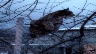 Köpeklerden kaçan vaşak tel örgüde asılı kaldı, görenler şaşkınlık yaşadı