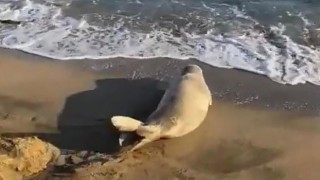 Koruma altına alınan Akdeniz foku Adanada görüldü