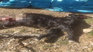 Kurt saldırısına uğrayan 18 keçi telef oldu, 6sı yaralandı