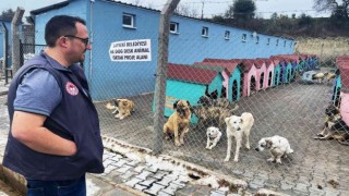 Lapsekide hayvan barınağındaki sokak hayvanlarına kuduz aşısı yapıldı