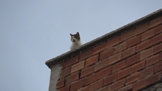 Mahsur kalan kedi 5. kattan aşağıya 4 ayağının üstüne düştü