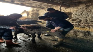 Manda tespit çalışması sürüyor