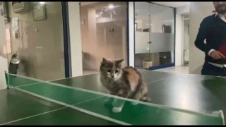 Masa tenisi oynayan kedi gülümsetti