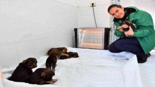 Mersinde bin 100 patili dosta sıcak yuva sağlandı